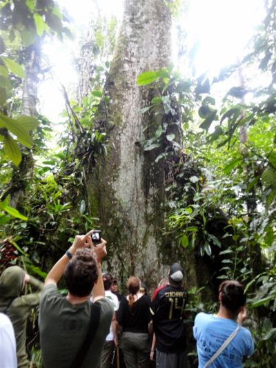 Suchipakari Amazon Jungle Lodge Image